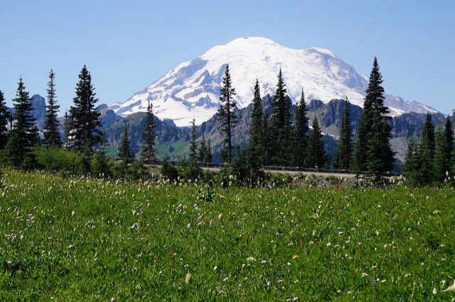 Wildflower meadow near Tipsoo Lake with SR-410 and Mount Rainier in the background